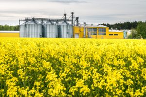 Field of flower of rapeseed, canola colza in Brassica napus on agro-processing plant for processing and silver silos for drying cleaning and storage of agricultural products, flour, cereals and grain