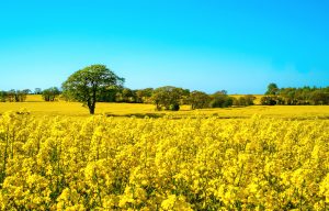 scenic-view-field-against-cloudy-sky